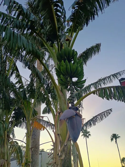 Sunset Palms RV & Mobile Home Park Picture 1