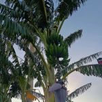 Sunset Palms RV & Mobile Home Park