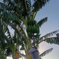 Sunset Palms RV & Mobile Home Park ico