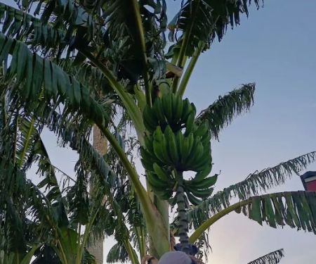 Sunset Palms RV & Mobile Home Park