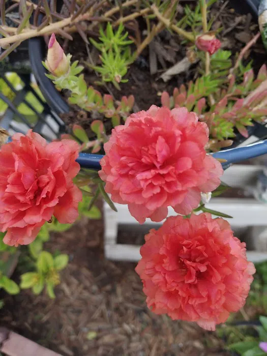 Trailer Village Picture 2