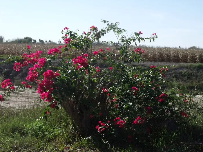 SUN VALLEY RV PARK Picture 7