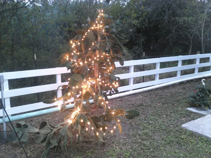 SUN VALLEY RV PARK Picture 2