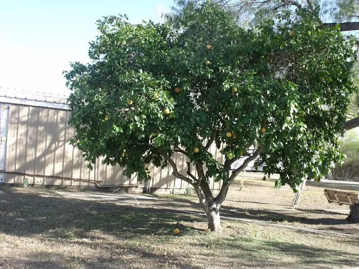 SUN VALLEY RV PARK Picture 10