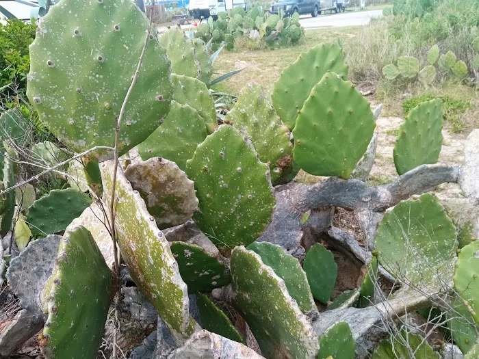 Isla Blanca Park Picture 3