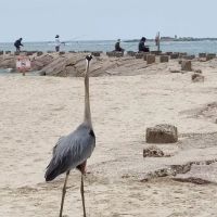 Isla Blanca Park ico