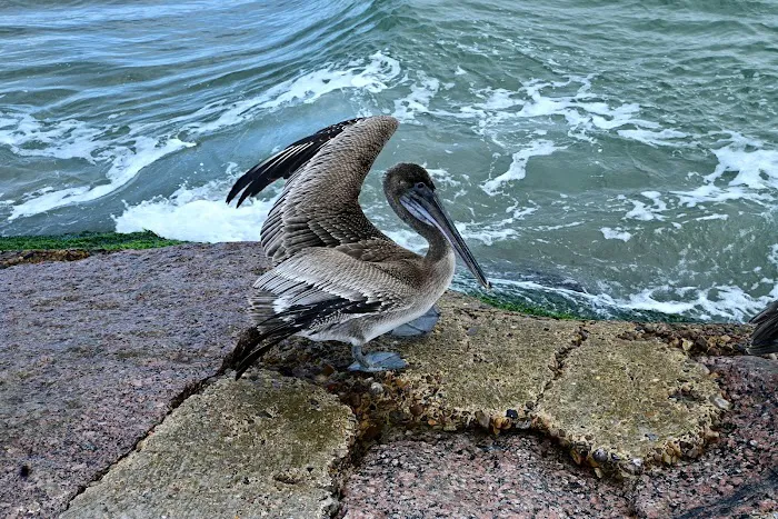 Isla Blanca Park Picture 2