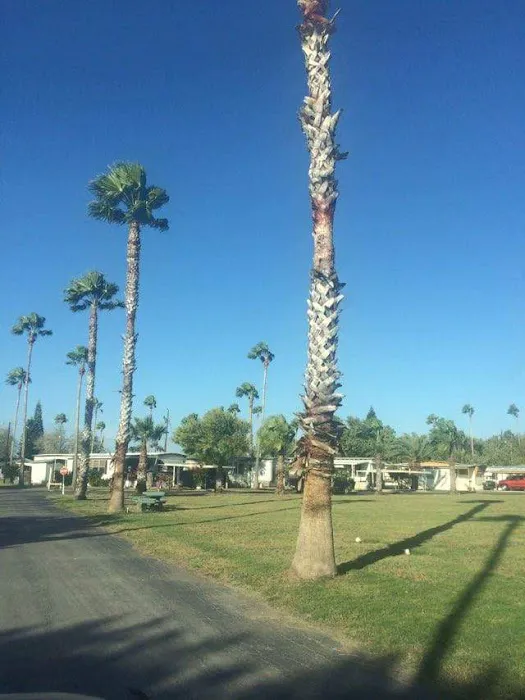 Palm Gardens Home & RV Park Picture 8