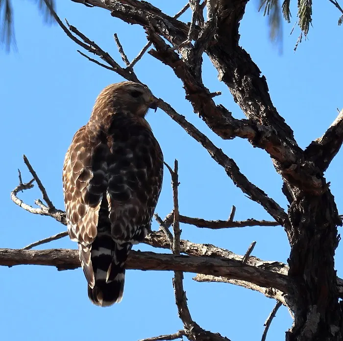 Park Place Estates RV Resort Picture 2