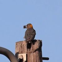 Park Place Estates RV Resort ico