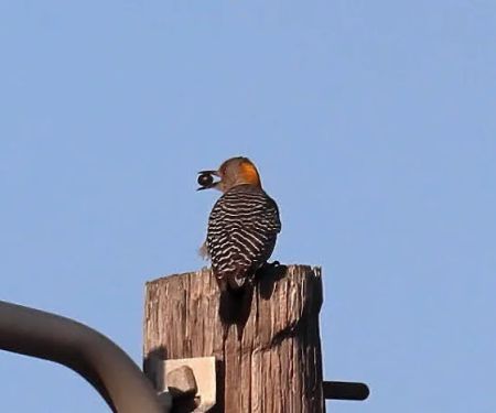 Park Place Estates RV Resort