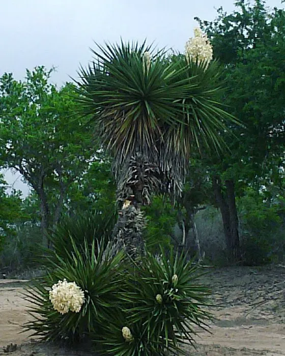 Emerald Grove Travel Park Picture 1