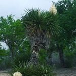 Emerald Grove Travel Park