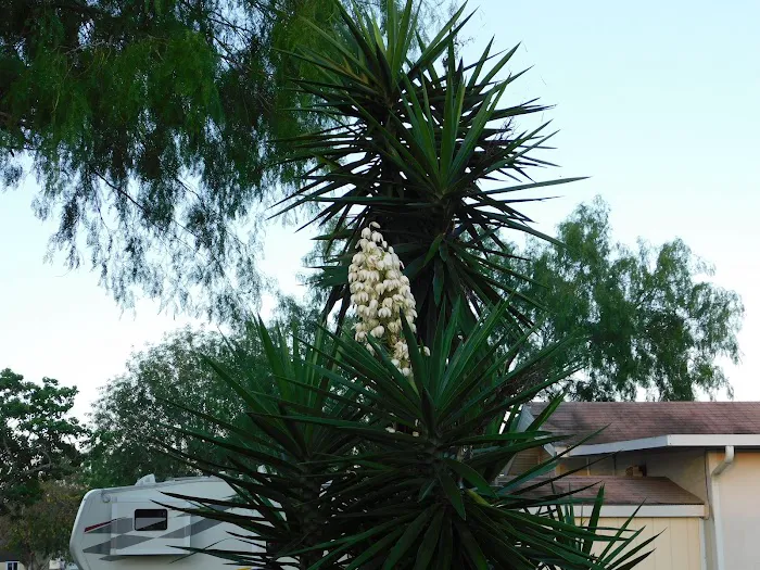 The Fig Tree RV Resort Picture 8