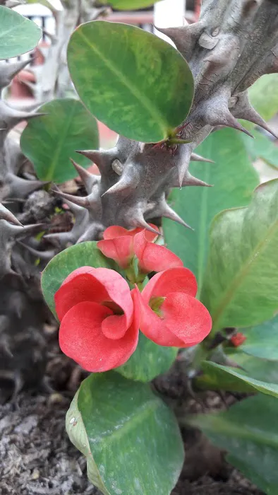 Yellow Rose MH & RV Park Picture 4