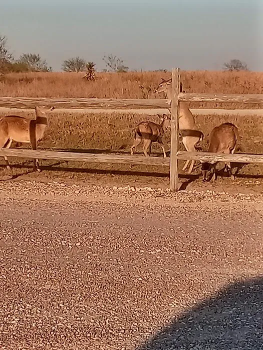 Park at Port Mansfield RV park Picture 9