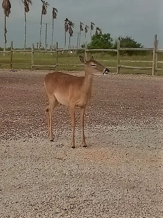 Park at Port Mansfield RV park Picture 8