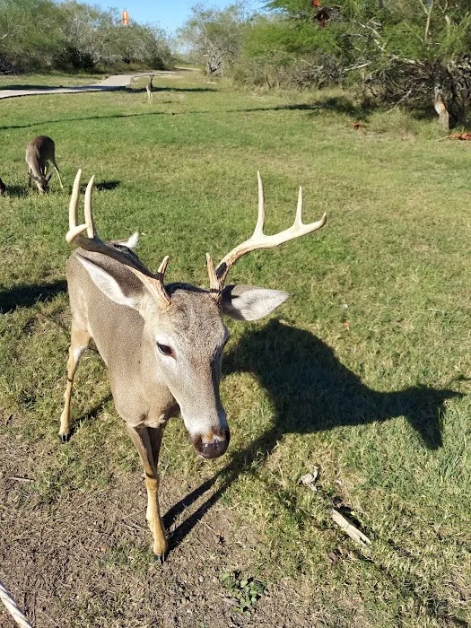 Park at Port Mansfield Picture 9