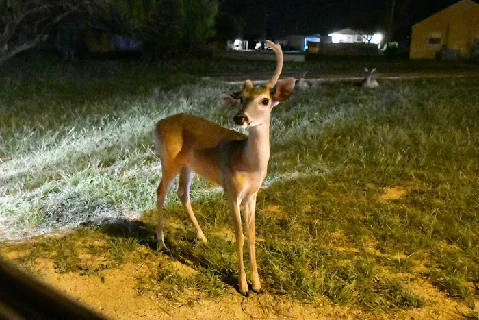 Bayview RV Park Picture 8