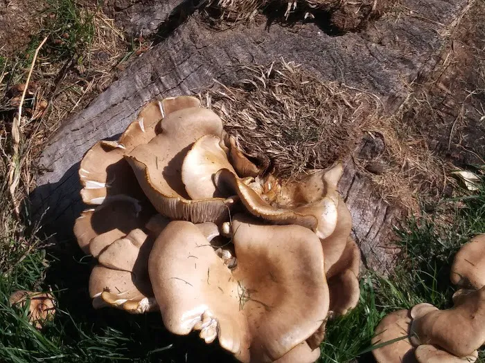 Shangri-La Mobile Home Park, LLC Picture 7