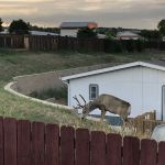 Holiday Village - Colorado