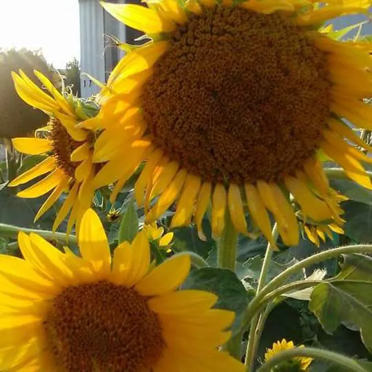 Ponderosa Mobile Home Park Picture 2