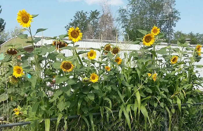 Ponderosa Mobile Home Park Picture 3