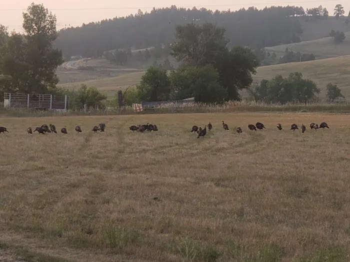 Lazy JD RV Park Picture 1