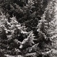 Mill Hollow Community ico