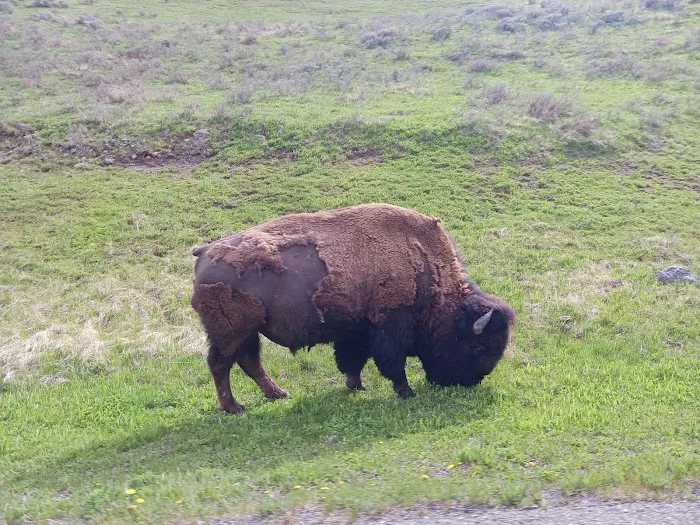Buffalo Crossing RV Park Picture 7