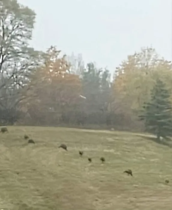 Cactus Hills Country Homes Picture 3