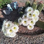 Desert Gardens Mobile Home Park