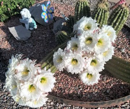 Desert Gardens Mobile Home Park