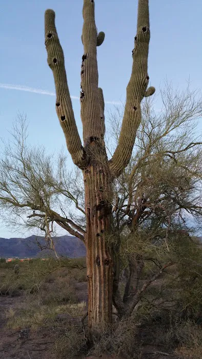 Canyon Vistas RV Resort Picture 6