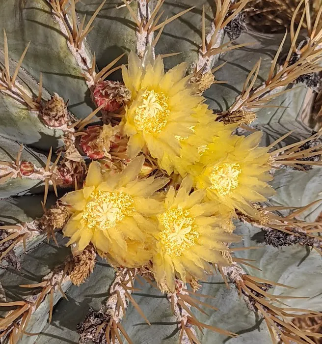 Arizonian RV Resort Picture 2