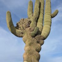 Arizonian RV Resort ico