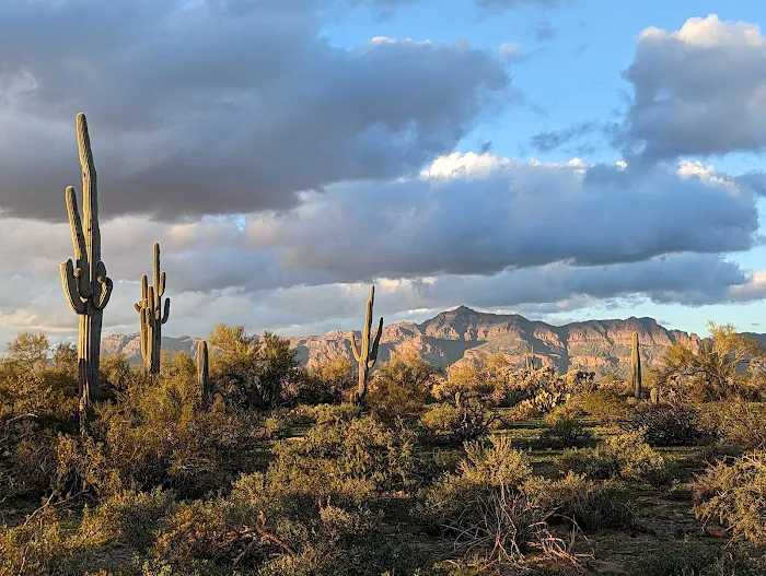 Arizonian RV Resort Picture 4