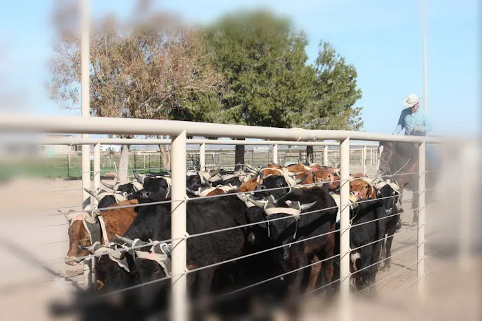 Lonestar Equestrian RV & Team Roping Camp & Ranch Sorting Picture 1
