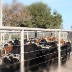 Lonestar Equestrian RV & Team Roping Camp & Ranch Sorting