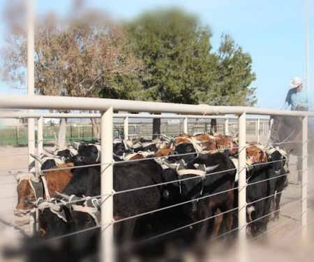 Lonestar Equestrian RV & Team Roping Camp & Ranch Sorting