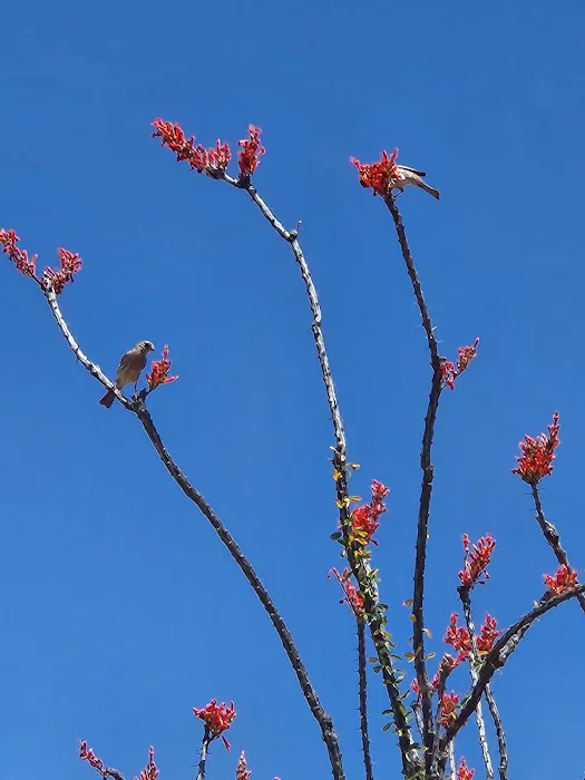 Hummingbyrd Ranch Picture 6