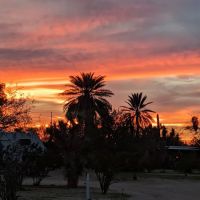 Hummingbyrd Ranch ico