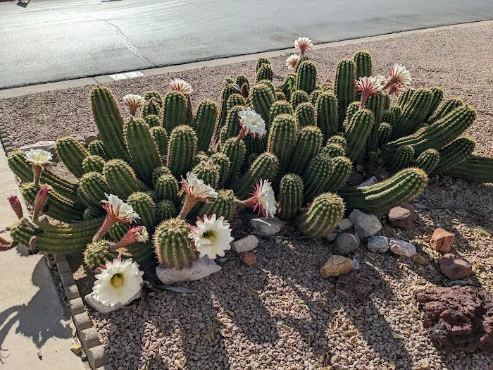 Sunscape RV Resort Picture 6