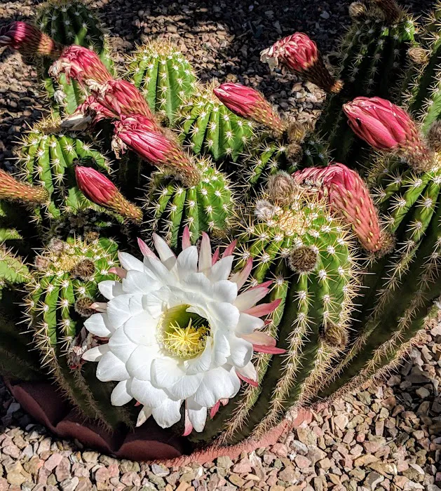 Fiesta Grande Resort Picture 9