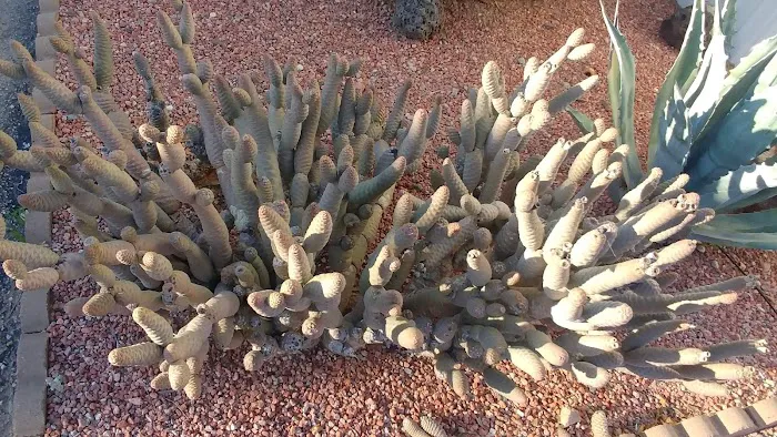 Las Colinas Motor Home-RV Resort Picture 9