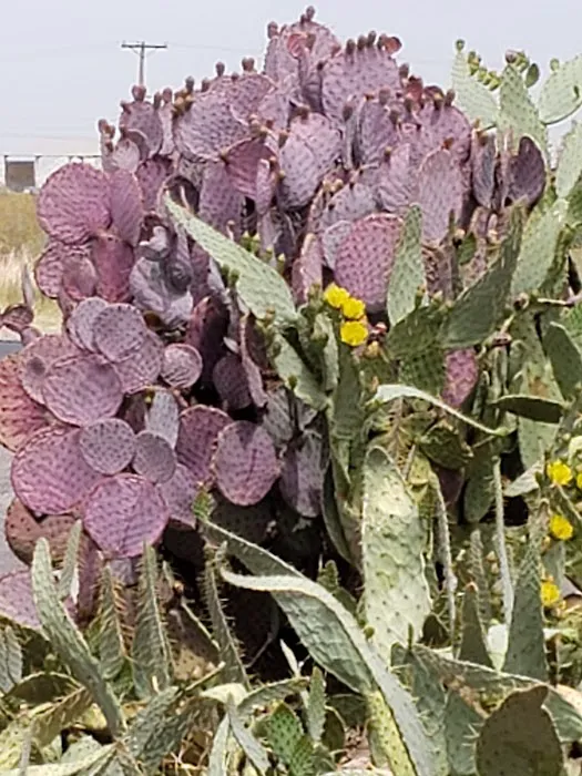 Las Colinas Motor Home-RV Resort Picture 6