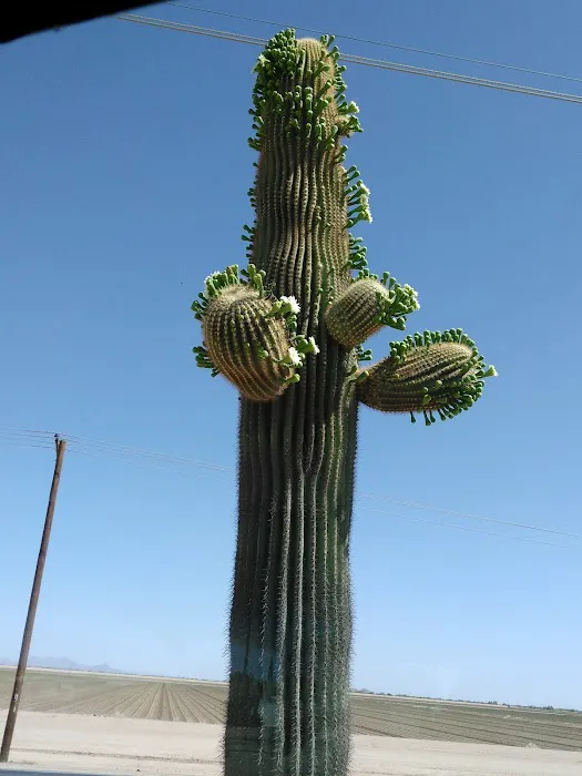 High Chaparral RV & Mobile Home Community Picture 5