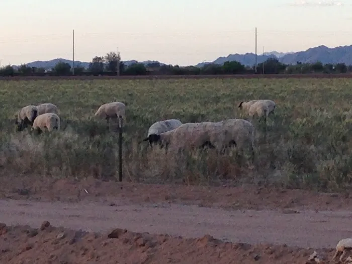 Way West RV Park Picture 5