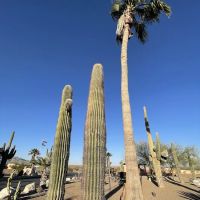 Picacho Peak RV Resort ico