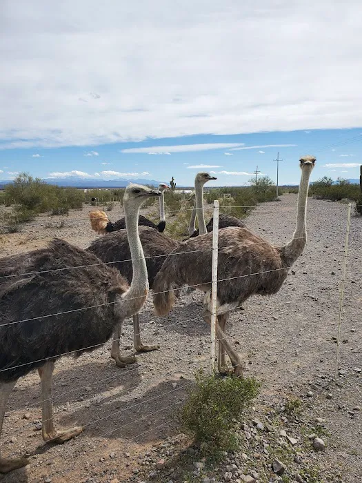 Picacho Peak RV Resort Picture 7
